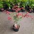 Acer pal. 'Deshojo'