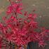 Acer pal. 'Deshojo'