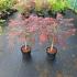 Acer pal. 'Garnet'