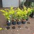 Acer pal. 'Orange Dream'