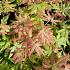 Acer pal. 'Orange Dream'