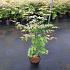 Acer pal. 'Oridono-nishiki'