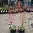 Acer pal. 'Sangokaku'