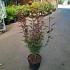 Acer pal. 'Shaina'