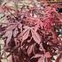 Acer pal. 'Skeeter's Broom'