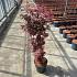 Acer pal. 'Skeeter's Broom'