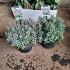Andromeda polifolia 'Blue Ice'