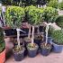Buxus sempervirens