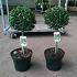Buxus sempervirens