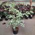 Cornus controversa 'Variegata'