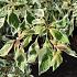 Cornus controversa 'Variegata'