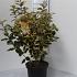 Elaeagnus ebb. 'Gilt Edge'