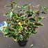 Elaeagnus ebb. 'Gilt Edge'