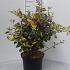 Elaeagnus pungens 'Maculata'