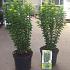 Euonymus jap. 'Green Rocket'