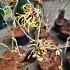 Hamamelis int. 'Pallida'