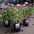 Hydrangea a. Pink Annabelle
