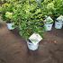 Hydrangea pan. Little Lime