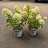 Hydrangea pan. Little Lime