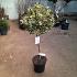 Ilex aq. 'Argentea Marginata'