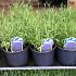 Lavandula ang. 'Hidcote'