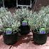 Lavandula ang. 'Munstead'
