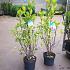Magnolia 'Susan'