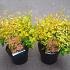 Abelia grandifl. 'Kaleidoscope'