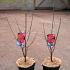Acer griseum
