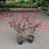 Acer pal. 'Atropurpureum'