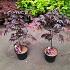 Acer pal. 'Bloodgood'