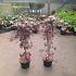 Acer pal. 'Bloodgood'
