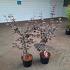 Acer pal. 'Bloodgood'