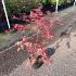 Acer pal. 'Deshojo'