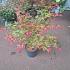 Acer pal. 'Deshojo'