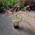 Acer pal. 'Deshojo'