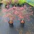 Acer pal. 'Garnet'