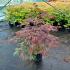Acer pal. 'Garnet'