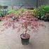 Acer pal. 'Garnet'