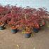 Acer pal. 'Garnet'