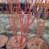 Acer pal. 'Sangokaku'