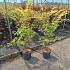 Acer pal. 'Sangokaku'