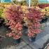 Acer pal. 'Skeeter's Broom'