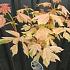 Acer pseud. 'Simon-Louis Frères'