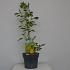 Argyrocytisus battandieri