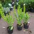 Berberis thunb. 'Maria'