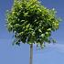 Betula p. Magical Globe