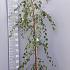 Betula p. 'Youngii'