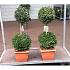Buxus sempervirens
