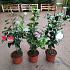 Camellia japonica